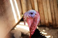 Red and Green Turkey Head