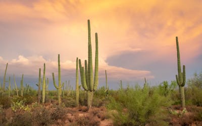 Tucson, Arizona