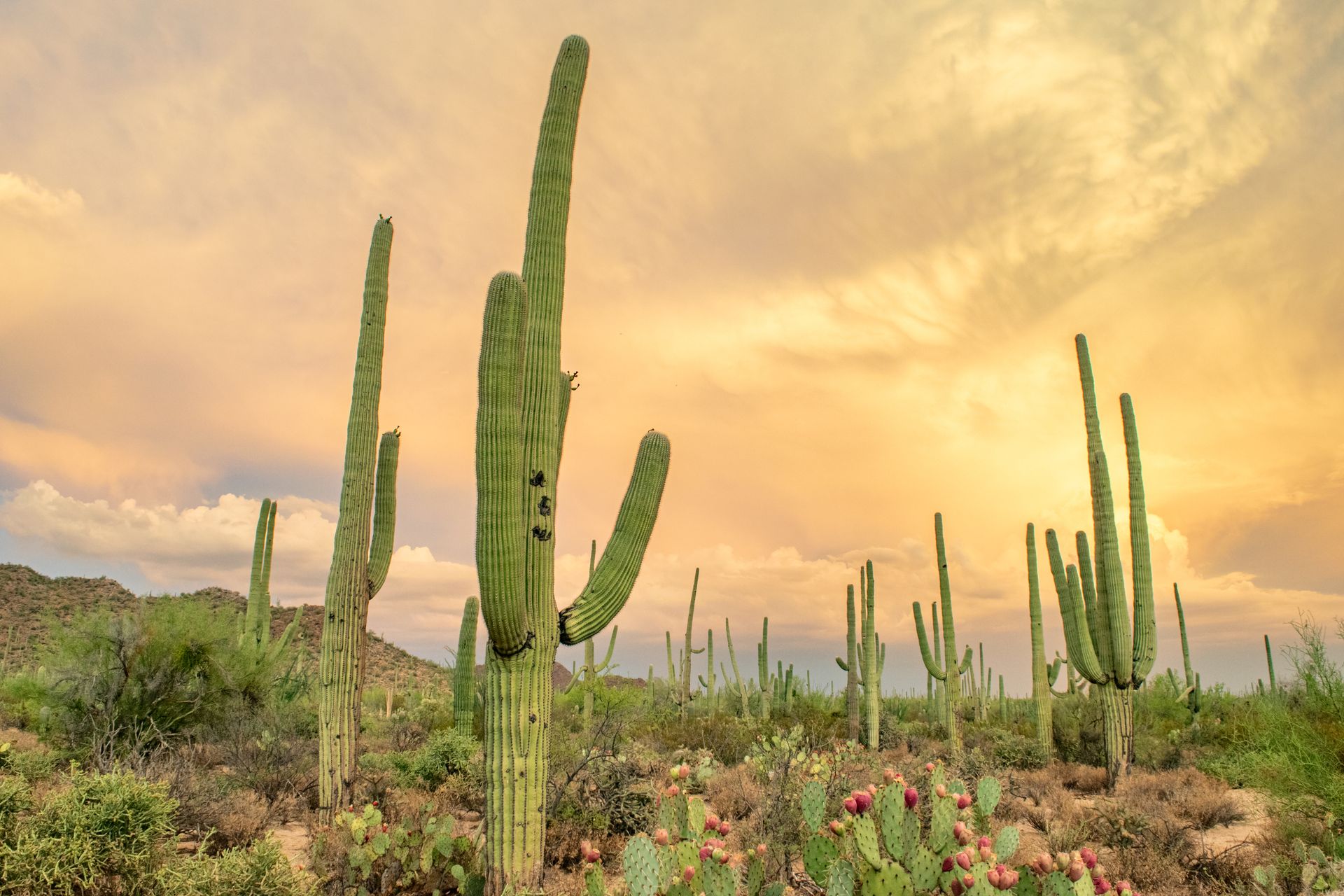 Saguaro cacti in the Sonoran Desert at sunset