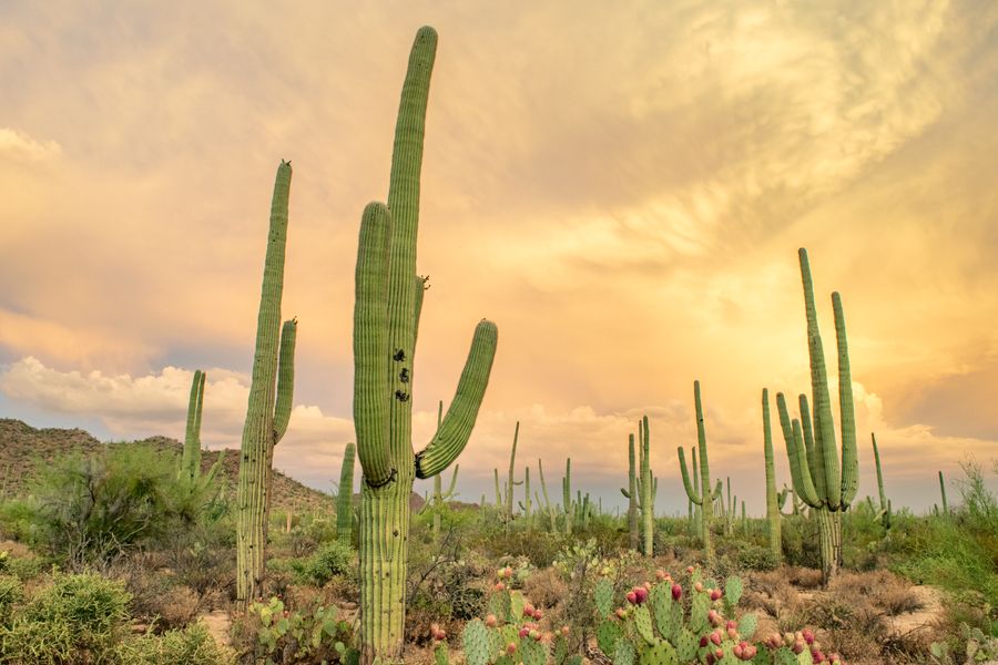 Saguaro cacti in the Sonoran Desert landscape surrounding Tucson, Arizona