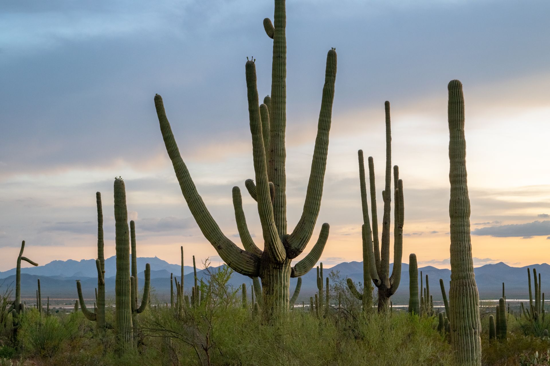 Beautiful Arizona desert landscape featuring saguaro cacti and mountains at sunset.