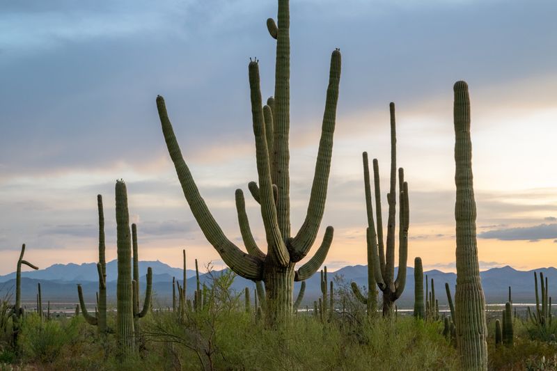 Saguaro cacti against Arizona mountains at dusk