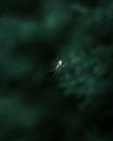Brown Spider on Spider Web in Close Up Photography