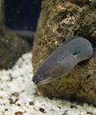 Black Eel Fish Hiding on Brown Coral