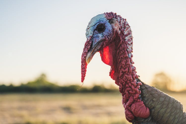 Meleagris Gallopavo Linnaeus In Field At Sunset