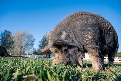 Ground level of adult pig with dark brown dirty fur eating grass in pasture under vibrant blue cloudless sky in sunlight