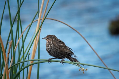 Free A bird with intricate feathers perched among green reeds by a lake in Washington. Stock Photo