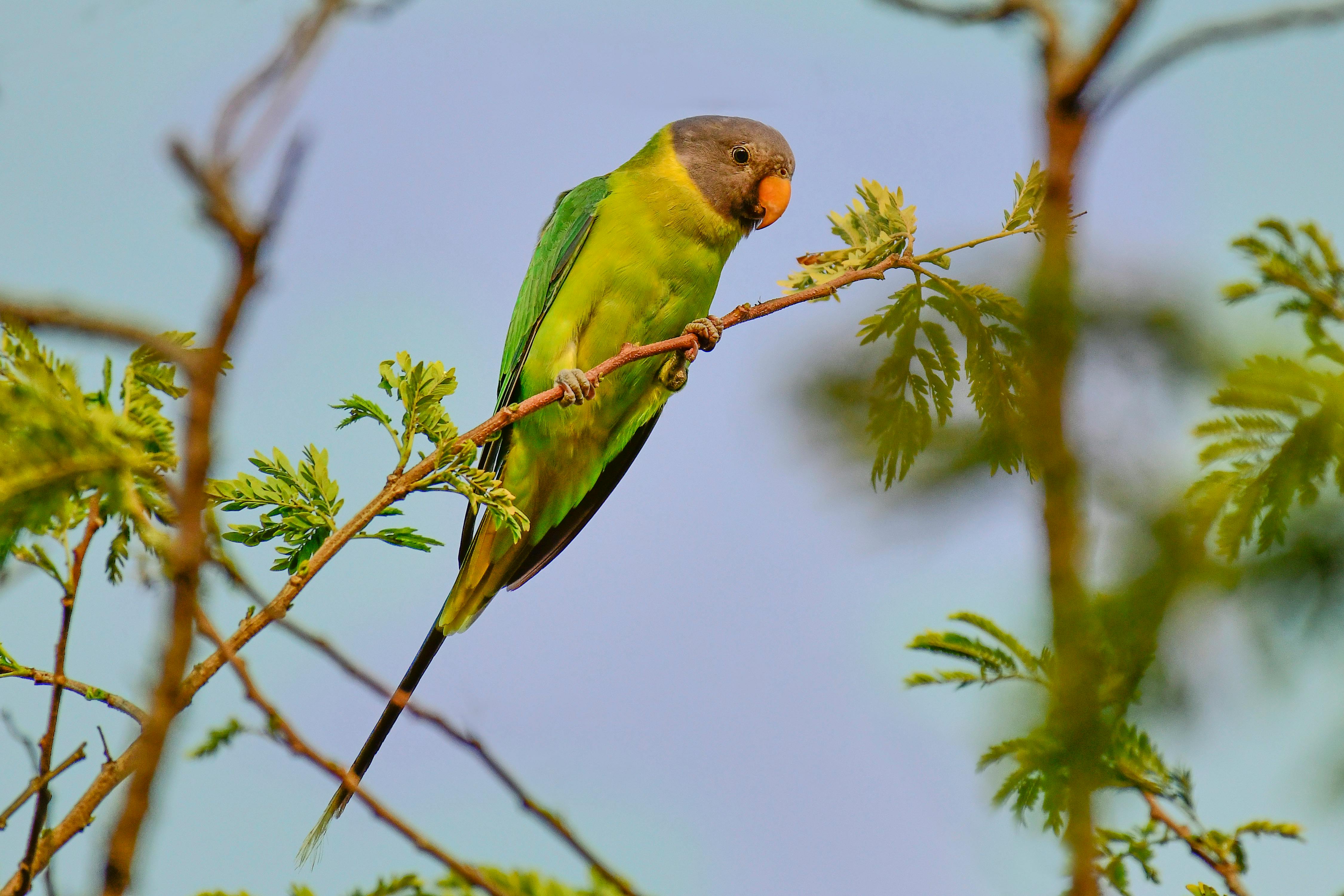 Two Green Parrots · Free Stock Photo