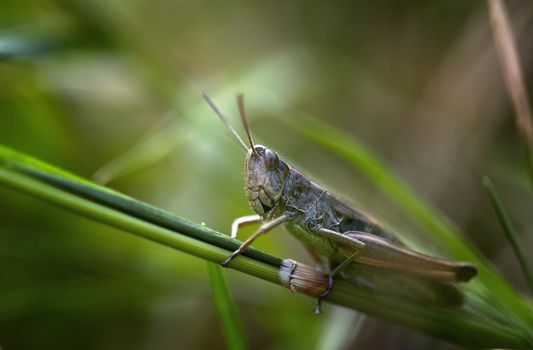 Closeup full body grasshopper with camouflage skin sitting on lush plant branch in sunny summer nature