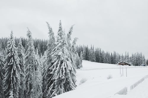 Trees on Snow Covered Ground