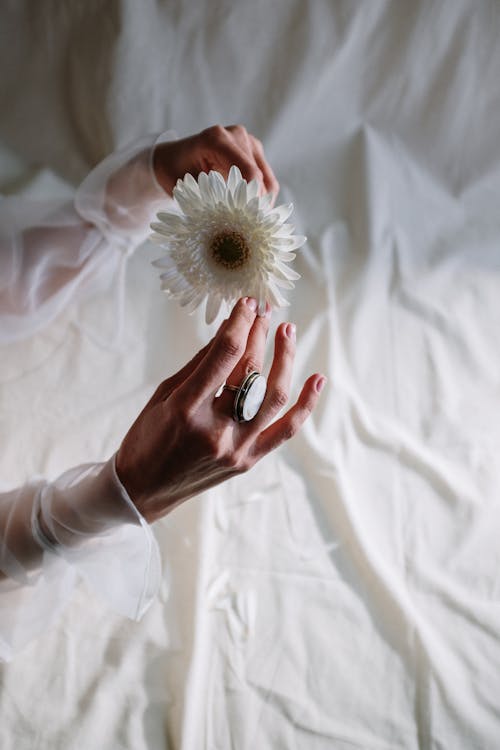 Free Person Holding White Dandelion Flower Stock Photo