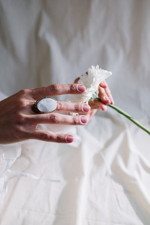 Person Holding White Flower With Water Droplets