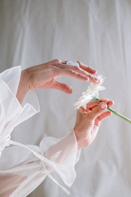 Person Holding White Petaled Flower