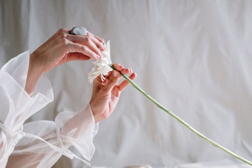 Person Holding White Rose Flower