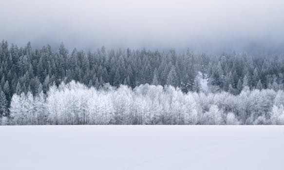 Captivating winter forest landscape with frosted trees under a misty sky in Washington state.
