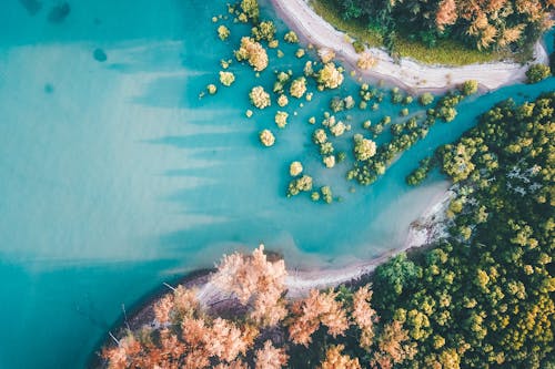 Aerial View of Green Trees and Body of Water
