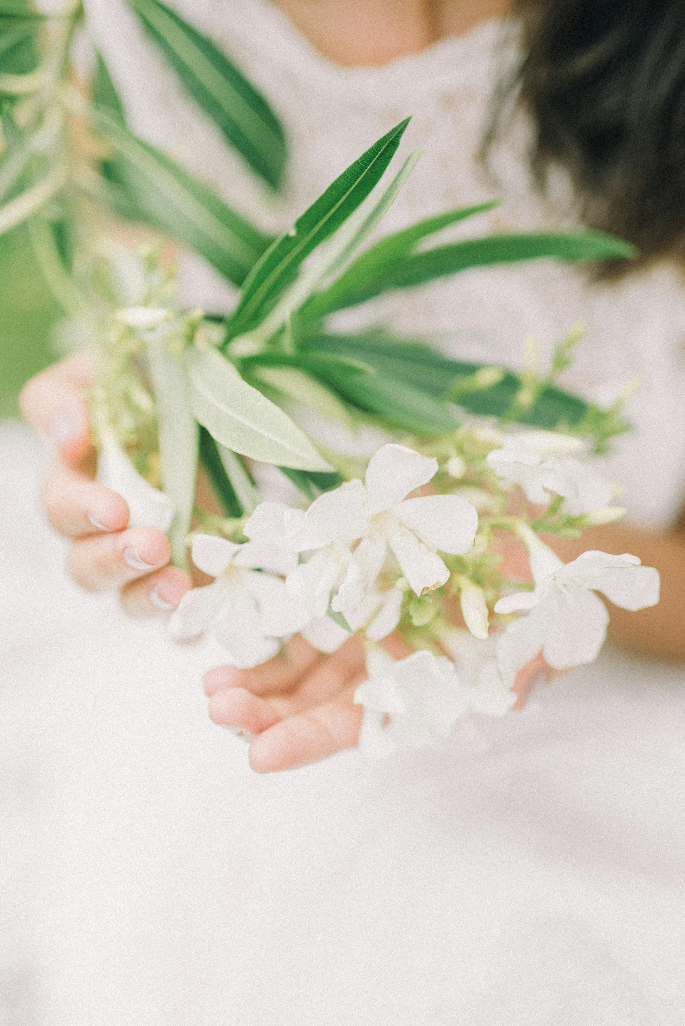 Soft focus image of hands gently holding white flowers, conveying delicate beauty and tranquility.
