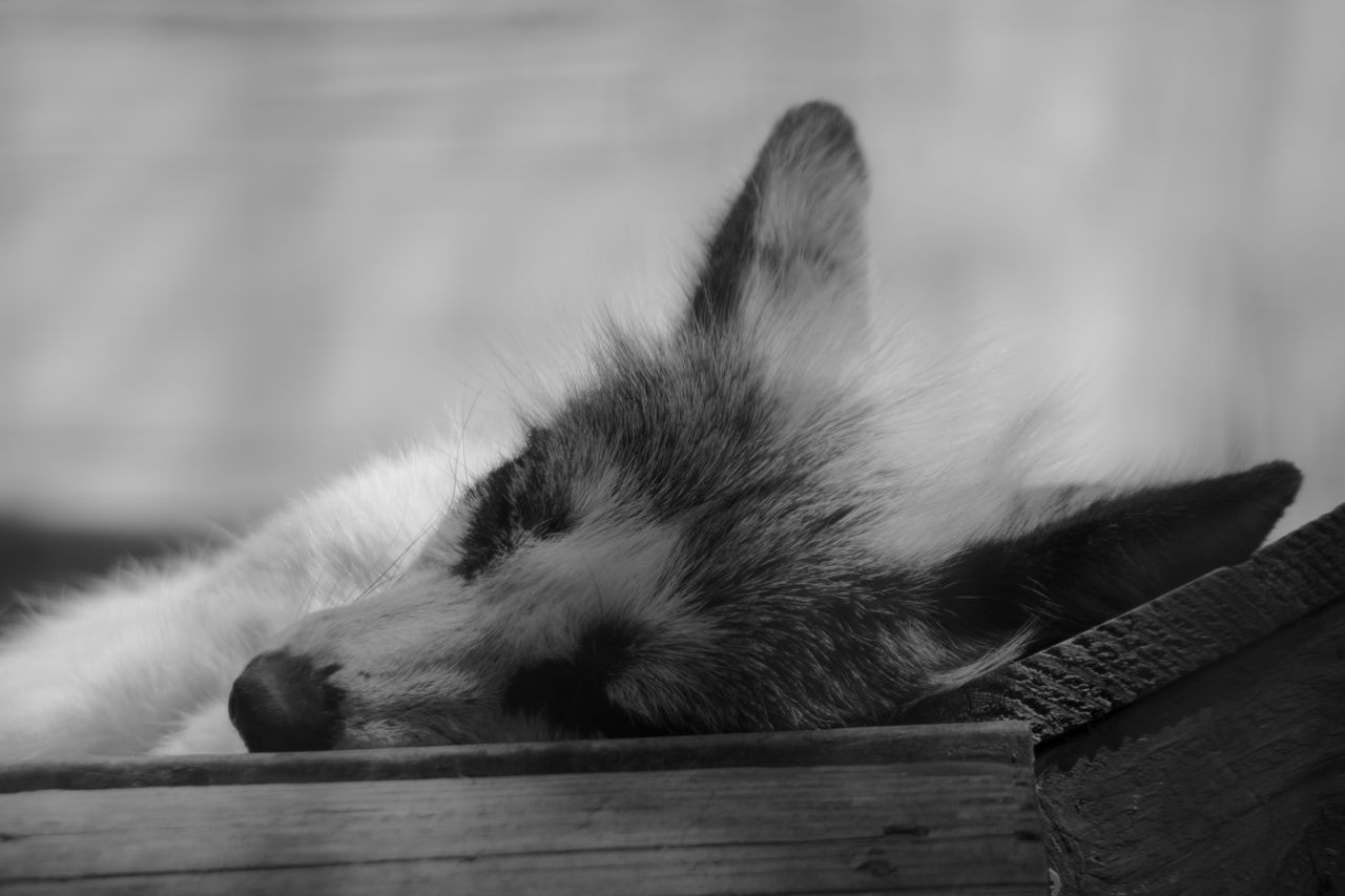a serene black and white capture of a fox resting peacefully outdoors