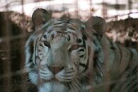 White Bengal Tiger in Cage
