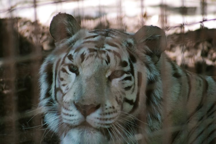White Bengal Tiger In Cage
