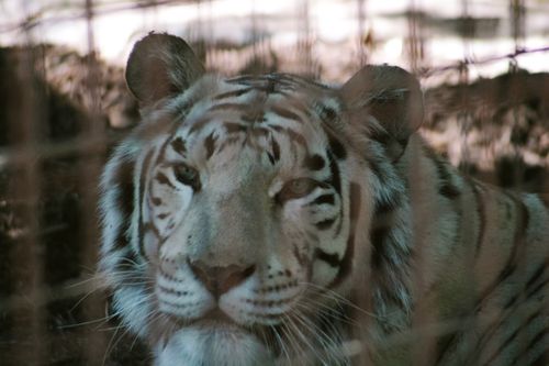 Free Bengal tiger gazing through cage at Rancho Wildlife Foundation in California. Stock Photo