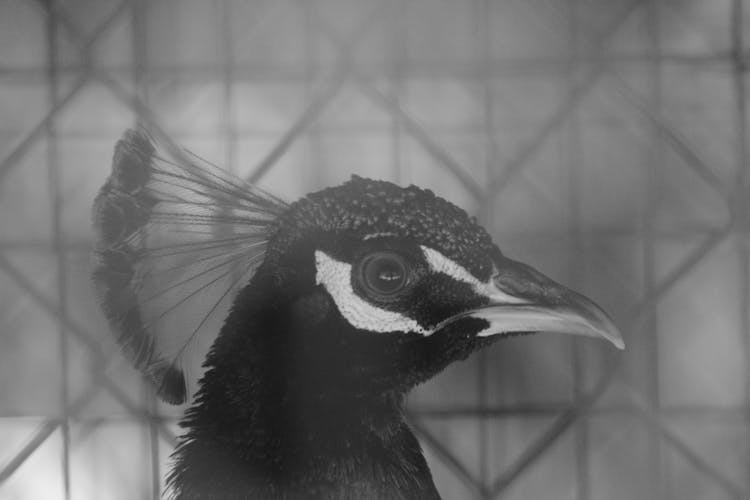 Black And White Peacock In Cage