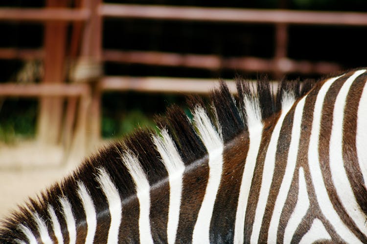 Black And White Zebra Animal