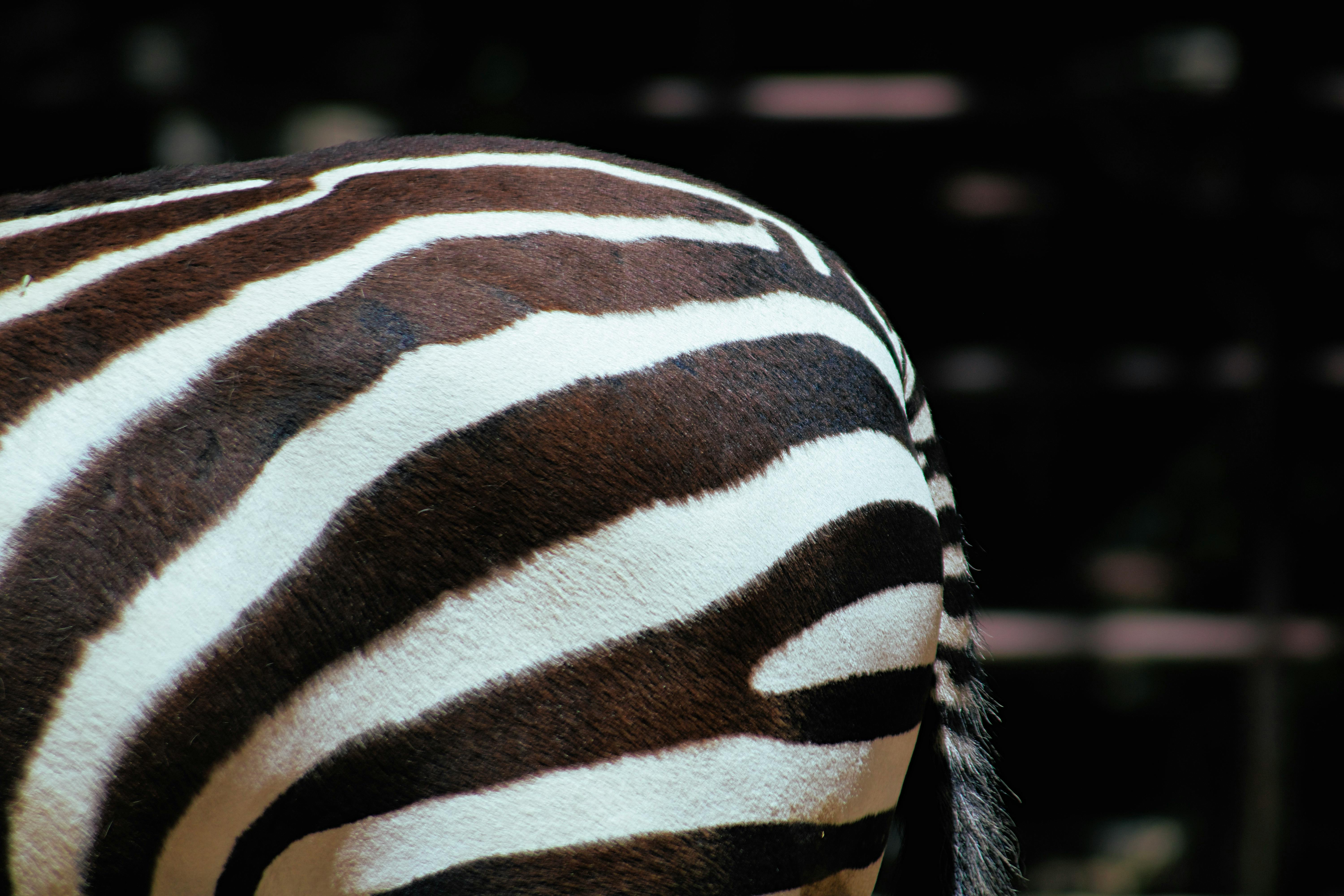 black and white zebra animal