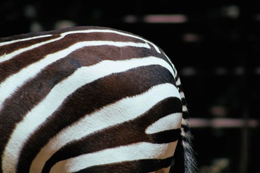 Detailed zebra stripes captured in a wildlife setting, showcasing natural patterns.