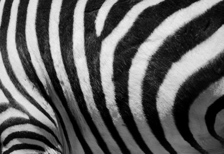 Black And White Zebra Print Textile