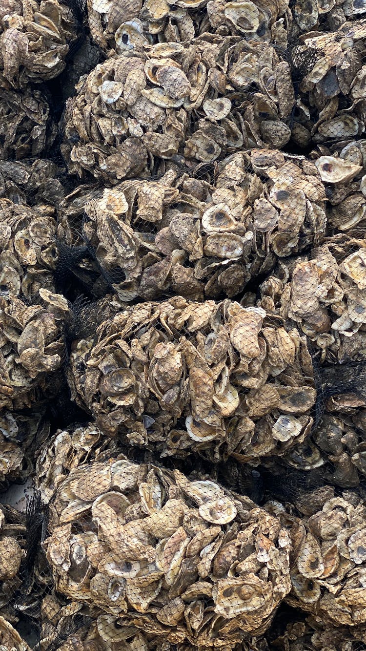 Close Up Of Shells In Nets