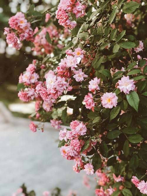 Pink Flowers With Green Leaves