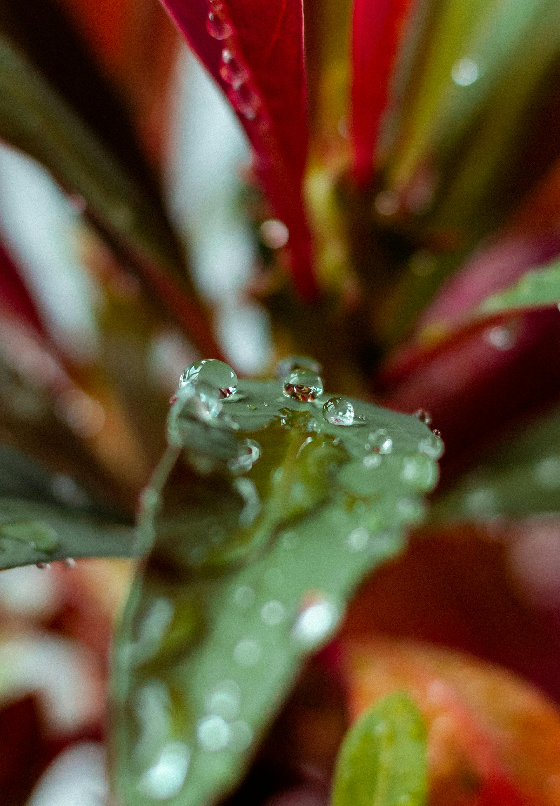 Macro photograph of dew drops on a tropical leaf with vibrant colors, shot in Panama.