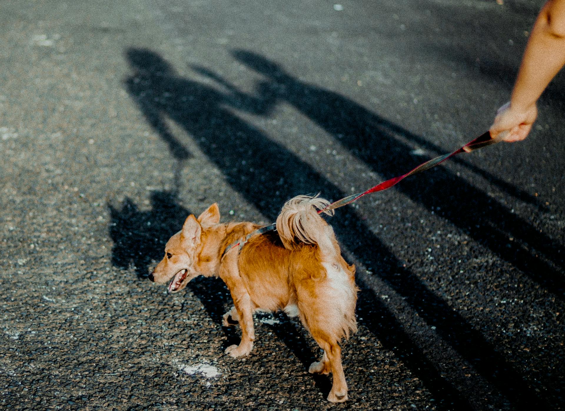 Brown Short Coated Small Dog on Black Asphalt Road