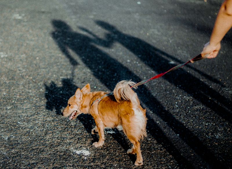 Student walking dogs as a local side hustle near campus