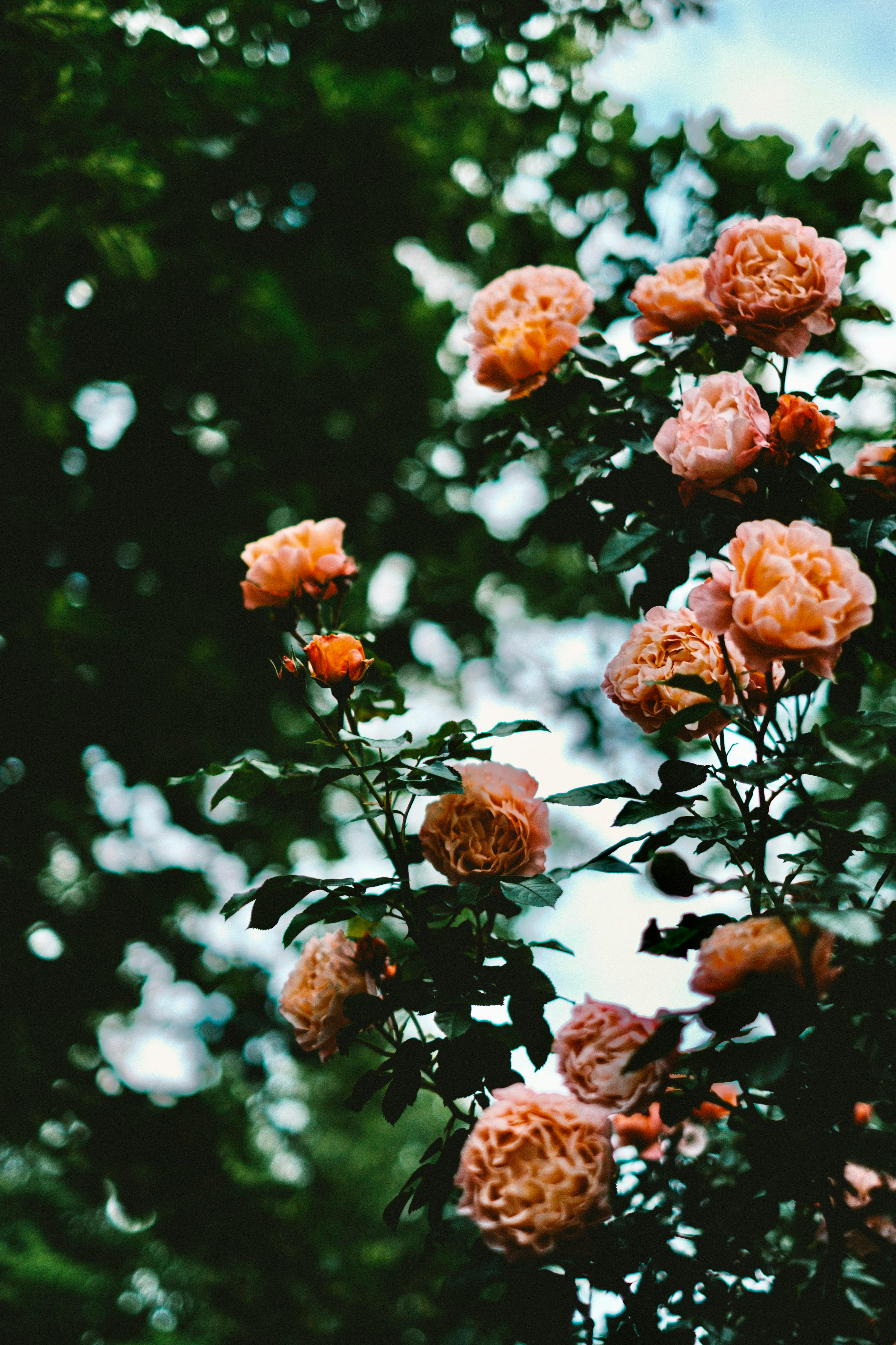 Beautiful garden roses in full bloom with lush green foliage, captured outdoors in spring.
