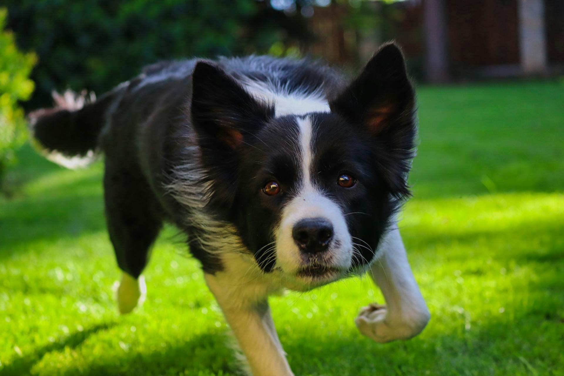 Shallow Focus Photo of Border Collie