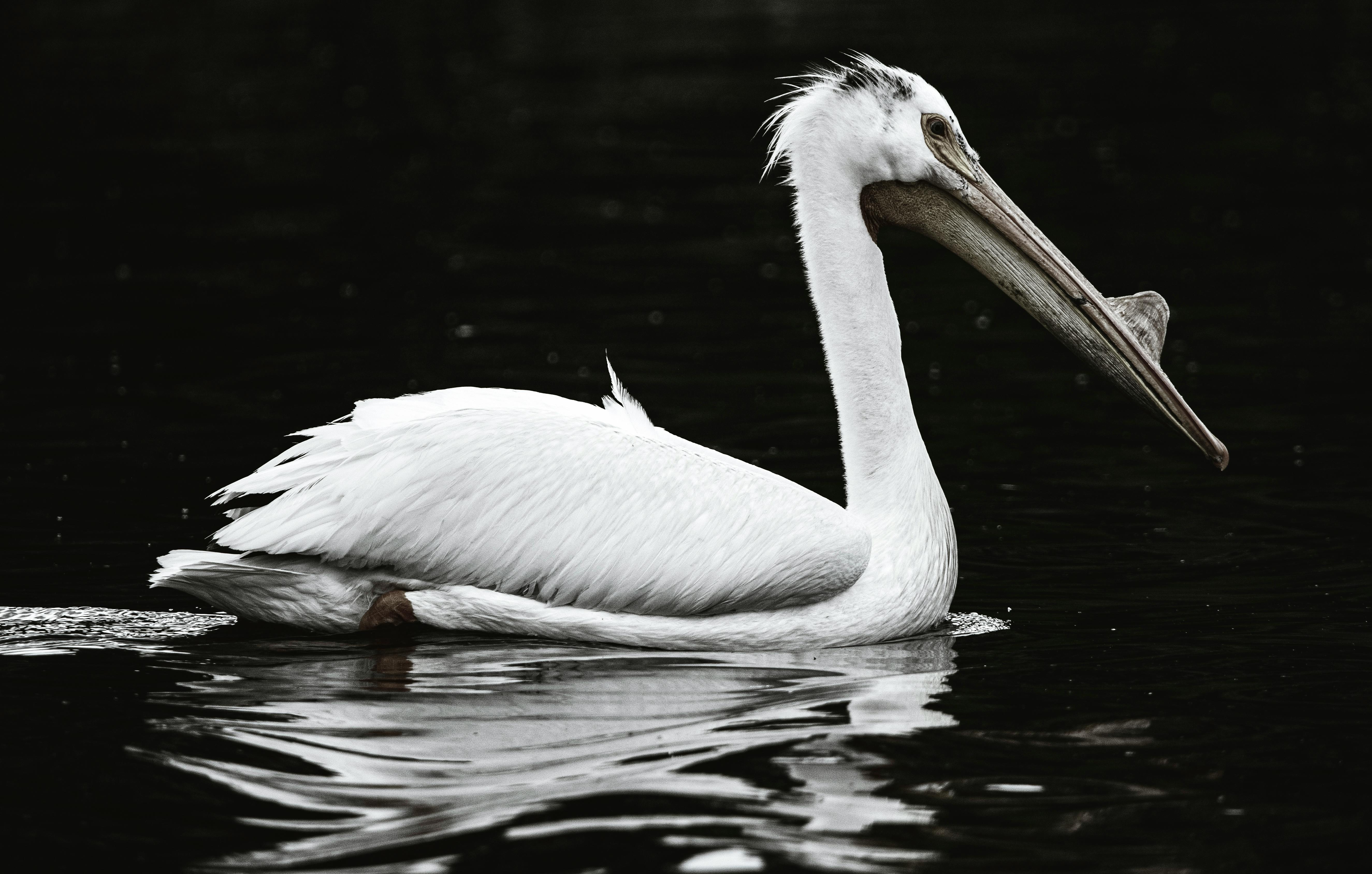 white pelican on water