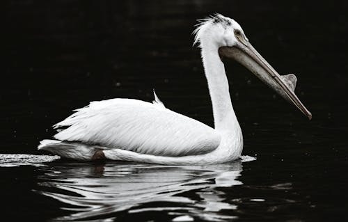 White Pelican on Water