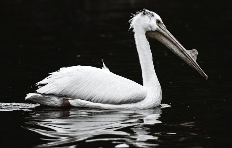 White Pelican On Water