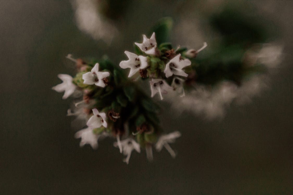 Gratis stockfoto met bloem, botánico, condimento