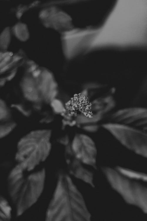 Grayscale Photo of Flower Bud