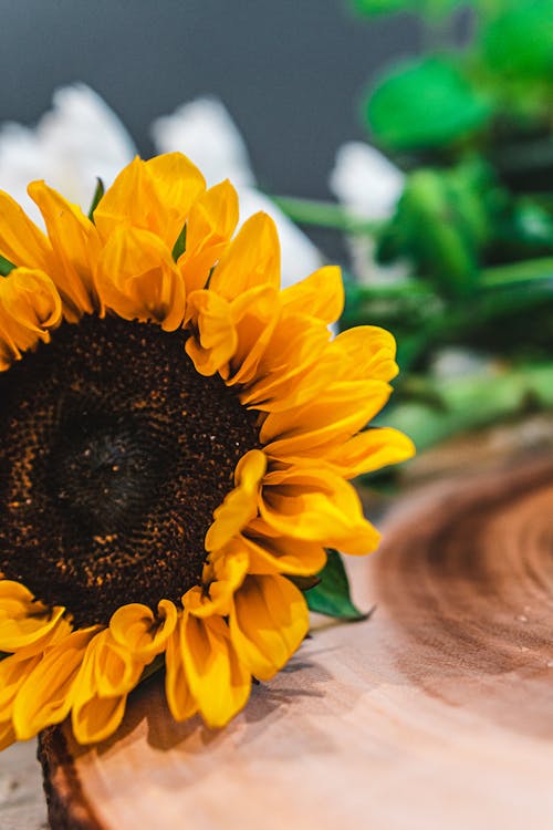 Yellow Sunflower in Close Up Photography