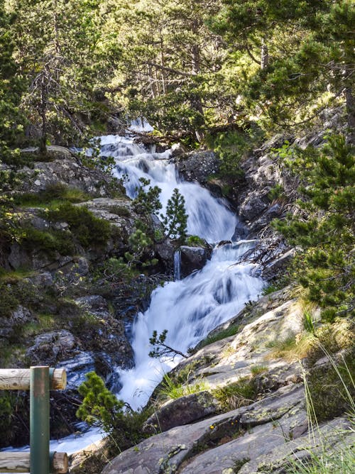 Darmowe zdjęcie z galerii z drzewa, las, natura