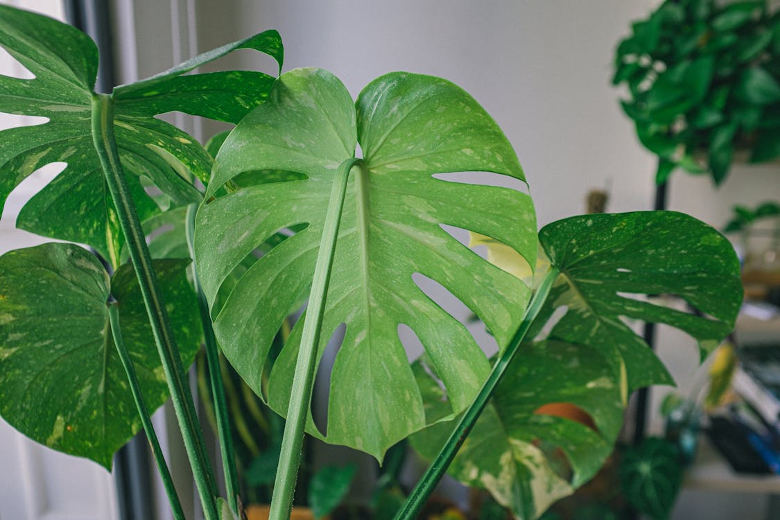 Δωρεάν στοκ φωτογραφιών με minimal, monstera deliciosa, ανάπτυξη