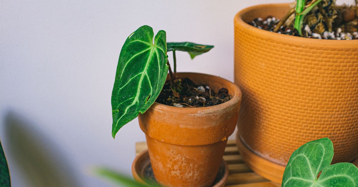 Close-up de plantas internas exuberantes em vasos de terracota sobre uma mesa de madeira, exibindo verde e calor.
