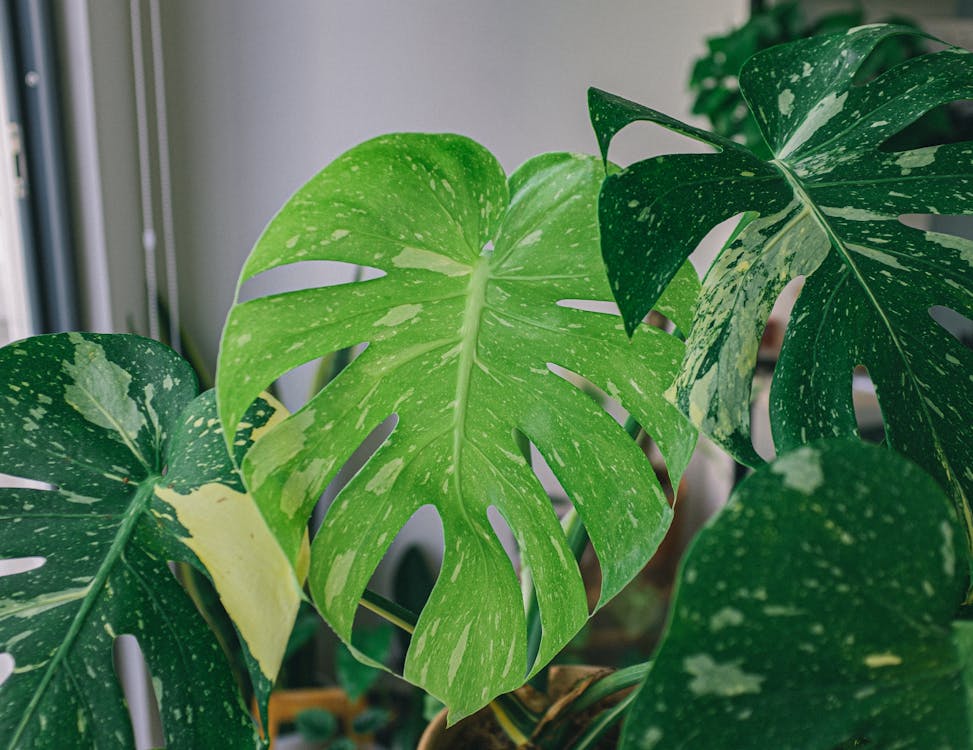 Бесплатное стоковое фото с monstera deliciosa, зеленый, комнатное растение