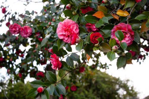 Free stock photo of beautiful flowers, flora, flower Stock Photo