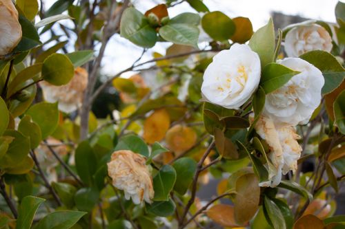 Free stock photo of autumn style, beautiful flower, flora Stock Photo