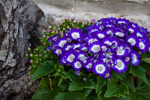 Free stock photo of beautiful flower, flower, green Stock Photo
